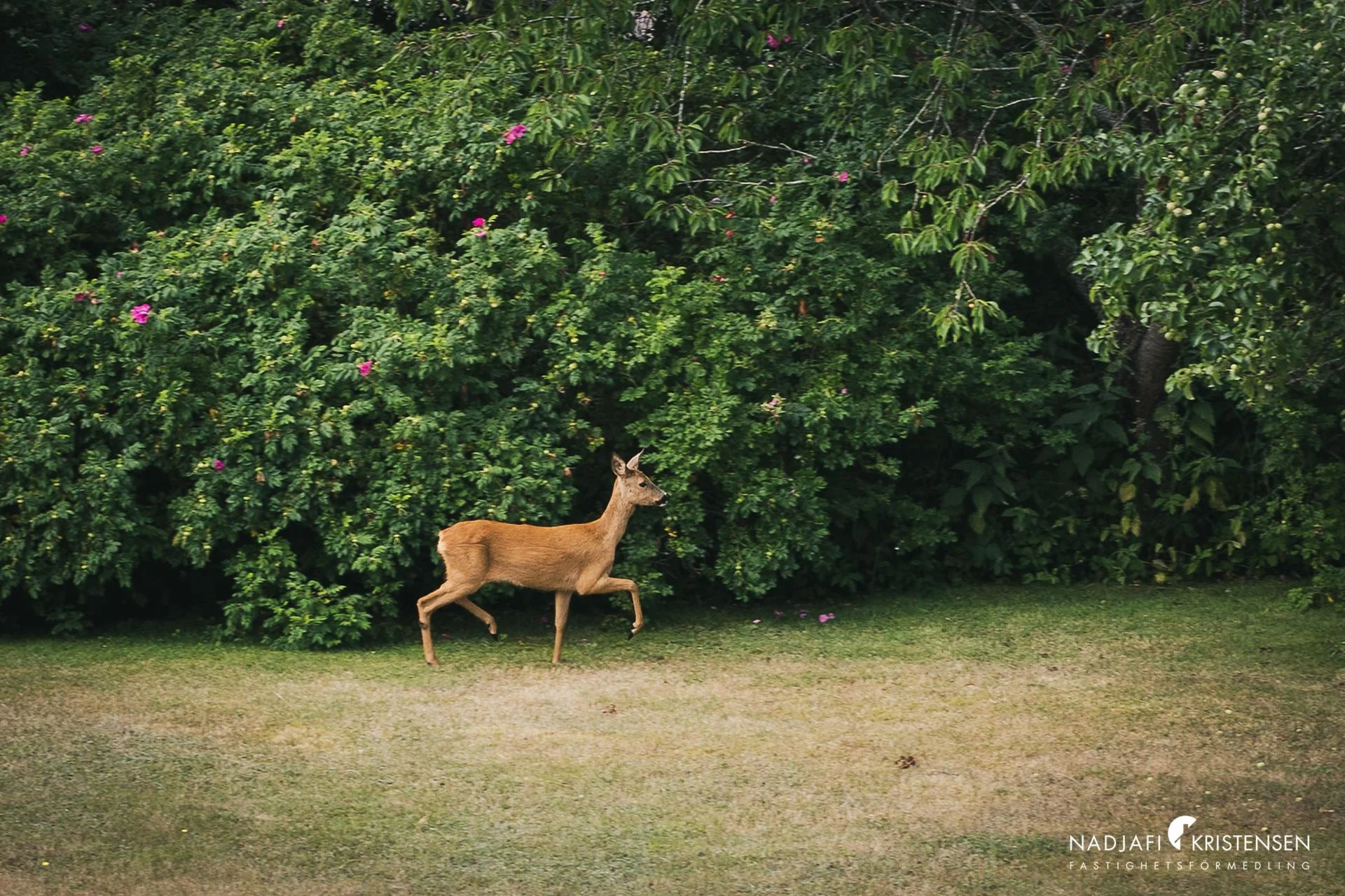 Sekelskifte med Skälderviken i blickfånget
